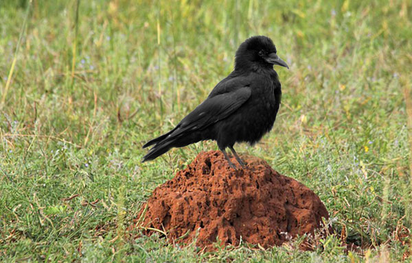what is anting? Symbolic lessons from crow and ant