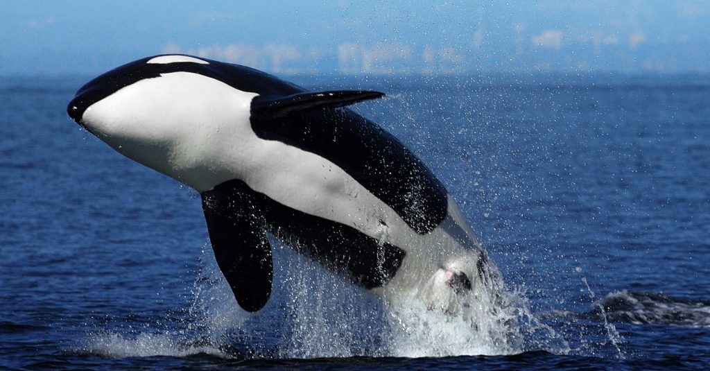 orca killer whale meaning