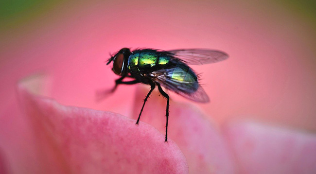 Buzz About Fly Meaning What S Your Sign Weekly