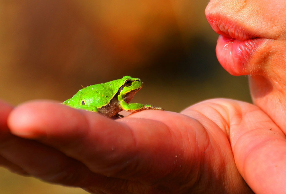 frog meaning and transition