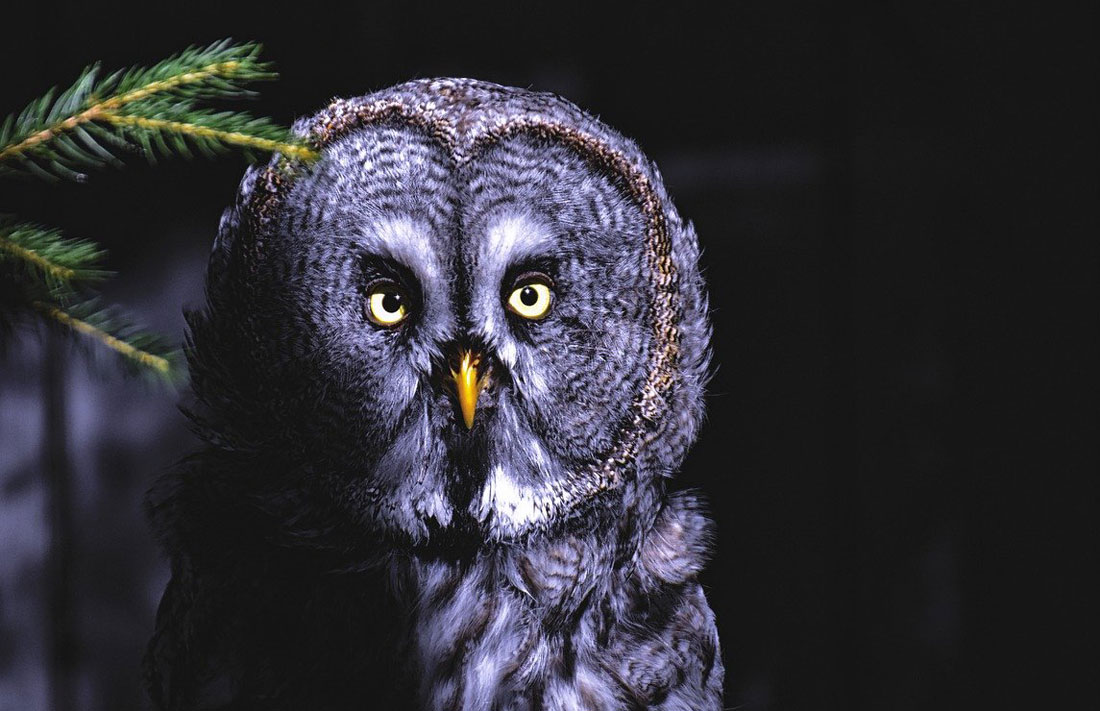 Myth Busting About the Owl as an Omen of Death What's Your Sign Weekly