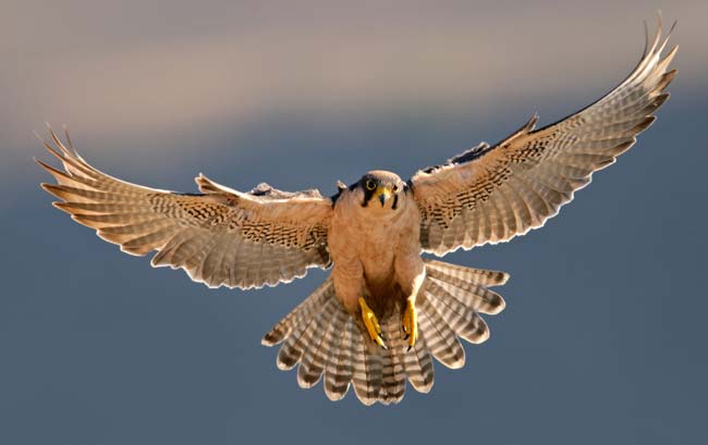 Parable of the Peregrine Falcon Meaning