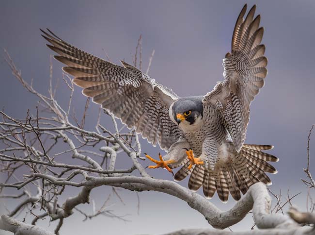 Parable of the Peregrine Falcon Meaning