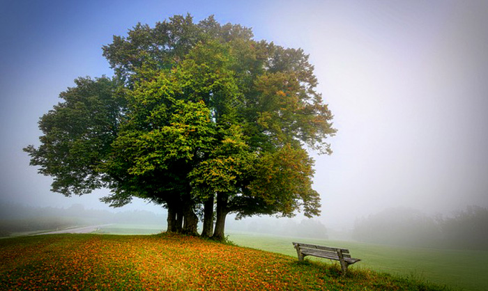 Recognizing Arbor Day